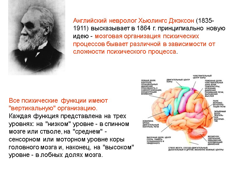 Английский невролог Хьюлингс Джэксон (1835-1911) высказывает в 1864 г. принципиально новую идею - мозговая